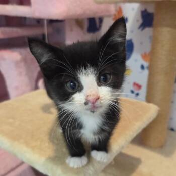 Bridge Across -  Domestic Short Hair Cat for Adoption in Fredericksburg, Virginia - Bridge Across | PetCurious