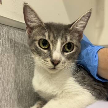 Macy -  Domestic Short Hair Cat for Adoption in Tampa, Florida - Macy | PetCurious