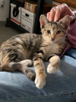 DD -  Domestic Short Hair Cat for Adoption in Mission Viejo, California - DD | PetCurious