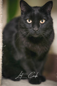 Rescue Domestic Short Hair Cats for Adoption in Kalispell, Montana - Nix - Bonded With Cannoli | PetCurious