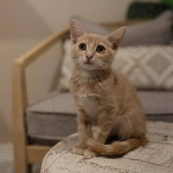 Julius -  Domestic Short Hair Cat for Adoption in San Tan Valley, Arizona - Julius | PetCurious