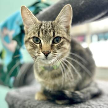Domestic Short Hair Cats Available for Adoption - Forest | PetCurious