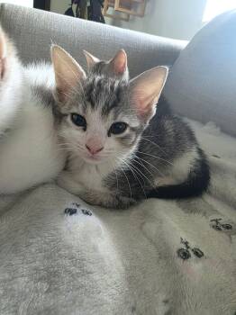 Shaggy - Sweet and affectionate kitten -  Domestic Short Hair Cat for Adoption in Muskego, Wisconsin - Shaggy - Sweet And Affectionate Kitten | PetCurious