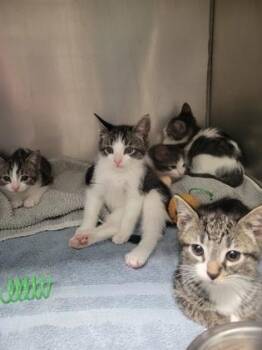Jiffy -  Domestic Short Hair Cat for Adoption in Fishers, Indiana - Jiffy | PetCurious
