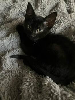 Flint -  Domestic Short Hair Cat for Adoption in Alafaya, Florida - Flint | PetCurious