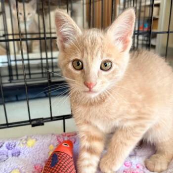 Layla -  Domestic Short Hair Cat for Adoption in Blackfoot, Idaho - Layla | PetCurious