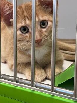 Bowie -  Domestic Short Hair Cat for Adoption in Greenfield, Indiana - Bowie | PetCurious