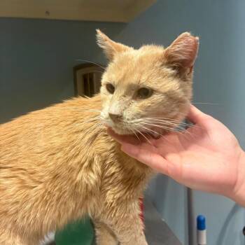 Domestic Short Hair Cats Available for Adoption - Buff | PetCurious