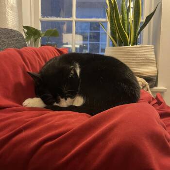 Domestic Short Hair Cats Available for Adoption in New York, New York - Luly (Beauty) | PetCurious