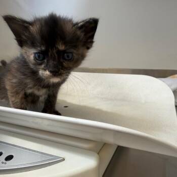 Bonnie (26-3S-4) -  Domestic Short Hair Cat for Adoption in Rifle, Colorado - Bonnie (26-3S-4) | PetCurious