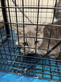 Domestic Short Hair Cats Available for Adoption in Gainesville, Florida - Sushi | PetCurious
