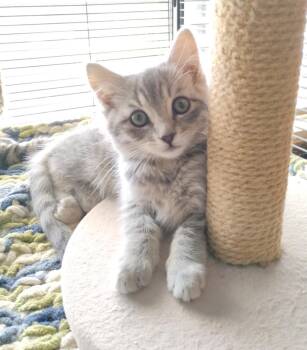 Rescue Domestic Short Hair Cats for Adoption in Santa Cruz, California - Yandy | PetCurious