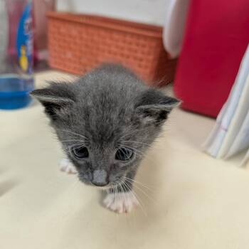 Domestic Short Hair Cats Available for Adoption in Ardmore, Oklahoma - Barney | PetCurious
