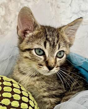 Rescue Tabby Cats for Adoption in St. Augustine, Florida - Angelo | PetCurious