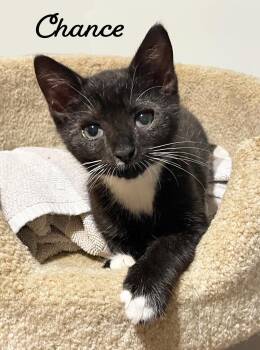 Chance -  Domestic Short Hair Cat for Adoption in Flint Hill, Virginia - Chance | PetCurious
