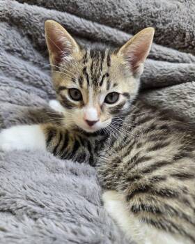 Astro -  Domestic Short Hair Cat for Adoption in San Francisco, California - Astro | PetCurious