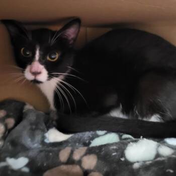 Rescue Domestic Short Hair Cats for Adoption in Windsor, Virginia - Goldie | PetCurious