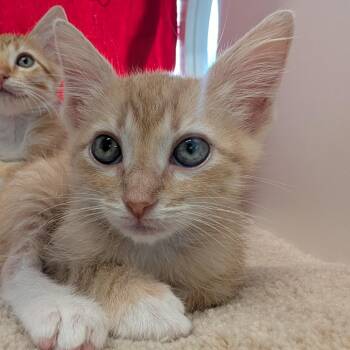 Valencia -  Domestic Short Hair Cat for Adoption in League City, Texas - Valencia | PetCurious
