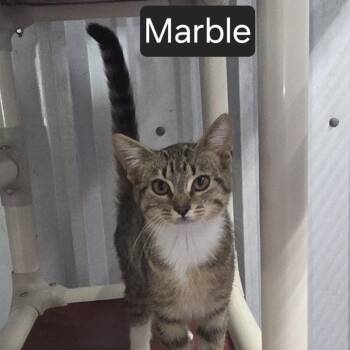 Marble -  Domestic Short Hair Cat for Adoption in Snow Hill, North Carolina - Marble | PetCurious