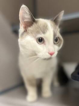 Domestic Medium Hair and Domestic Short Hair Cats Available for Adoption in Aliquippa, Pennsylvania - TYSON | PetCurious