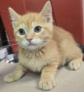 Will Byers -  Domestic Short Hair Cat for Adoption in Fresno, California - Will Byers | PetCurious