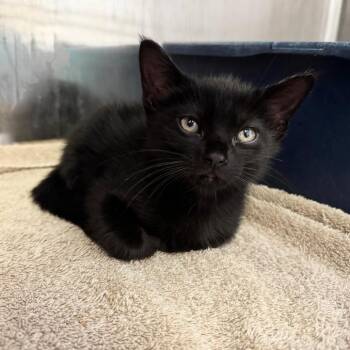 Travis -  Domestic Short Hair Cat Available for Adoption in Asheville, North Carolina - Travis | PetCurious