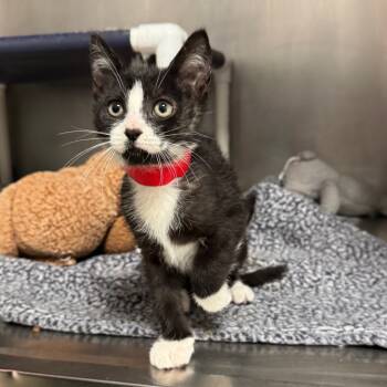 Rescue Domestic Short Hair Cats for Adoption in West Palm Beach, Florida - Gumdrop | PetCurious