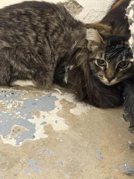 Watcher -  Domestic Medium Hair Cat for Adoption in Ontario, California - Watcher | PetCurious