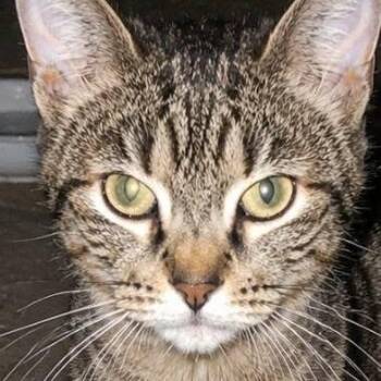 Pinky -  Domestic Short Hair Cat for Adoption in Monroe, Michigan - Pinky | PetCurious