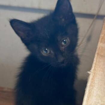 Milo CS 0626 -  Domestic Short Hair Cat for Adoption - Milo CS 0626 | PetCurious