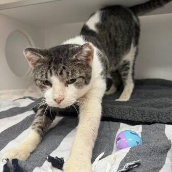 Aragon -  Domestic Short Hair Cat for Adoption in Jupiter, Florida - Aragon | PetCurious