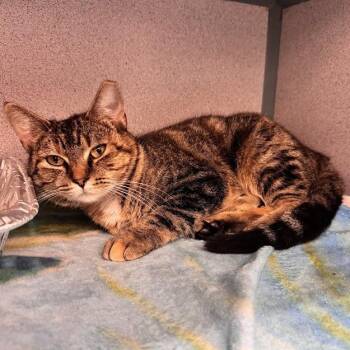 Muffy -  Domestic Short Hair Cat for Adoption in Waterloo, Iowa - Muffy | PetCurious
