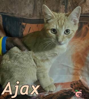 Rescue Domestic Short Hair Cats for Adoption in Douglasville, Georgia - Ajax | PetCurious