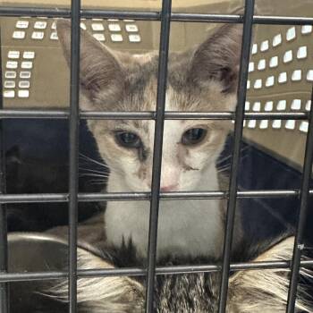 Frizzle -  Domestic Short Hair Cat for Adoption in Greensboro, North Carolina - Frizzle | PetCurious