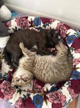 92715A Edwarda -  Domestic Short Hair Cat for Adoption in North Charleston, South Carolina - 92715A Edwarda | PetCurious