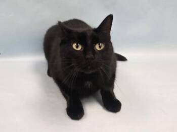 Cookie -  Domestic Short Hair Cat for Adoption in Minneapolis, Minnesota - Cookie | PetCurious