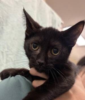 Jae -  Domestic Short Hair Cat for Adoption in Honolulu, Hawaii - Jae | PetCurious