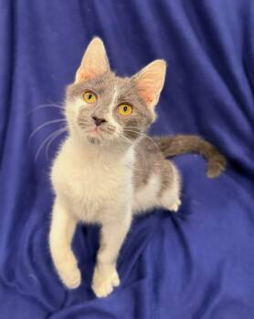Domestic Short Hair Cats Available for Adoption - Riot | PetCurious
