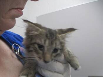 TINKER -  Domestic Short Hair Cat for Adoption in Ocala, Florida - TINKER | PetCurious