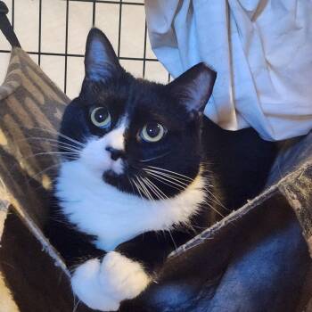 Rescue Domestic Short Hair Cats for Adoption in Blacksburg, Virginia - Willy | PetCurious