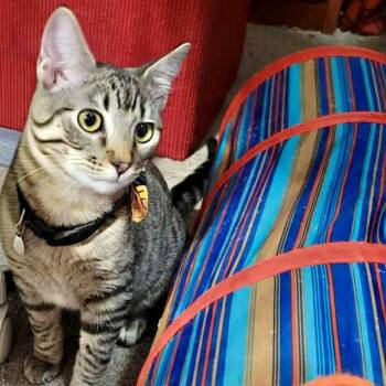 Rescue Tabby and Domestic Short Hair Cats for Adoption in Tulsa, Oklahoma - Theo | PetCurious