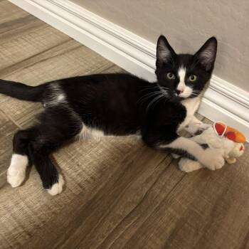 Pickles -  Domestic Short Hair Cat for Adoption in San Tan Valley, Arizona - Pickles | PetCurious
