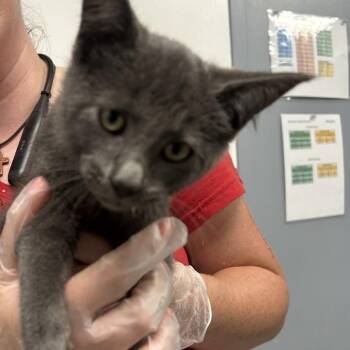 Luna -  Domestic Short Hair Cat for Adoption in Birmingham, Alabama - Luna | PetCurious