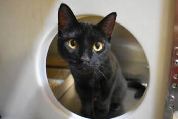 Flopsy -  Domestic Short Hair Cat for Adoption in Kansas City, Missouri - Flopsy | PetCurious