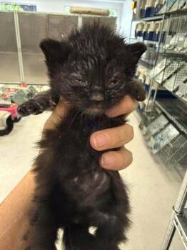 Maine Coon and Domestic Long Hair Cats Available for Adoption in Pacifica, California - Dr Jekyll | PetCurious