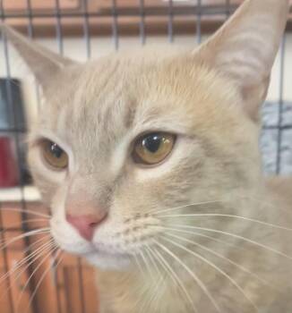 Domestic Short Hair Cats Available for Adoption - BENJI | PetCurious