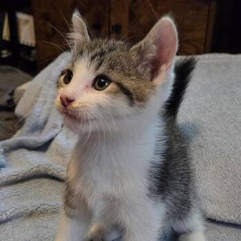 Argo (aka Agatha) -  Domestic Medium Hair Cat for Adoption in Wappingers Falls, New York - Argo (aka Agatha) | PetCurious