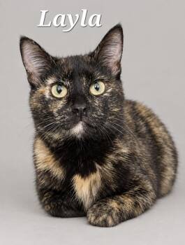 Layla -  Tortoiseshell Cat for Adoption in Monroeville, Pennsylvania - Layla | PetCurious