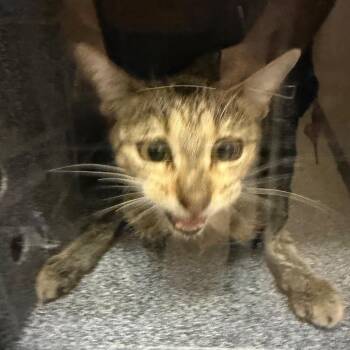 Carrie -  Domestic Short Hair Cat for Adoption in Birmingham, Alabama - Carrie | PetCurious