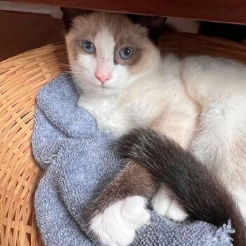 Cordelia -  Domestic Short Hair Cat for Adoption in Wakefield, Quebec - Cordelia | PetCurious